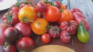 Дегустирую помидоры