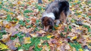 Шел, прогулка, ноябрь 25 - 13 лет 5 месяцев