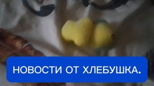 ХЛЕБУШЕК ХОТЕЛ СНЯТЬ НОВОСТИ.