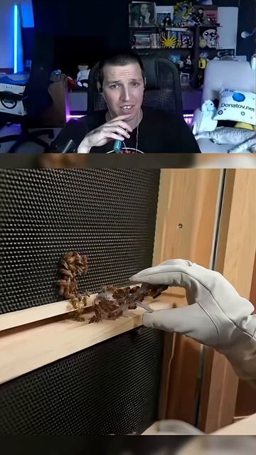 Выращиваю 10 000 пчёл (у себя дома) | РЕАКЦИЯ МАЗЕЛЛОВА №2 смотреть онлайн