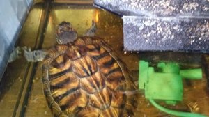 Красноухие черепахи 🐢 утро 08-11-2025