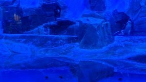 Океанариум