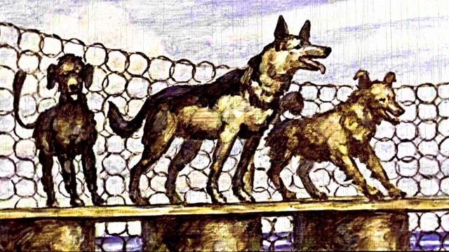 Дельфиний остров рассказ смотреть онлайн