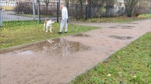 Амбуль и спорт⚽🏀🏈⚾ Бэтмен