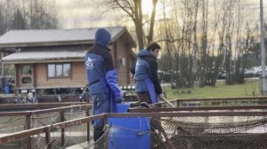 Запуск форели