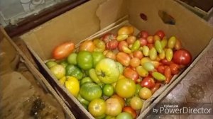 Занялась перебирать томаты и лук и другие дела.