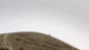 Скумпия в горах Новороссийска