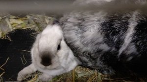 Наши Джонни Депп и Эмбер Херд 🤡