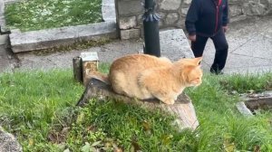 Милые котики из Железноводска