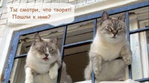 Котики: миссия рассмешить