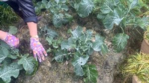 Земля природное земледелие.