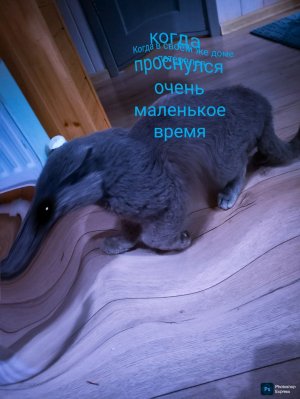 Стрим как Я глажу злую кошку