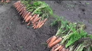 Подготовка погреба