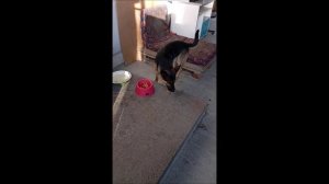 Собака. Том