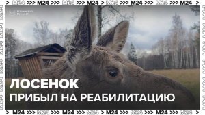 В подмосковный "Лосиный остров" прибыл лосенок из Архангельской области - Москва 24
