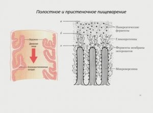 Пищеварение в тонкой кишке, часть 2. Всасывание питательных веществ и воды.