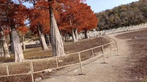 Красные болотные кипарисы 8 Ноября 2025 года. Репортаж Светланы Тихоновы Сукко.