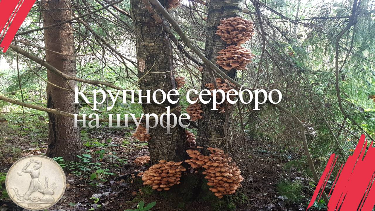 Выбрались на шурф и за грибами. смотреть онлайн