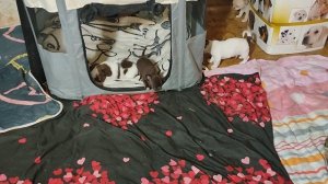 Дети Мишель и Пряни 08.11.25 #скидки +79215950848 #купитьщенкачихуахуапродам