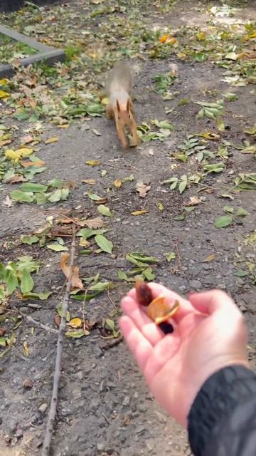 Самая смелая белка. Чистяковская роща Краснодар #nature #hiking #squirrel #autumn смотреть онлайн