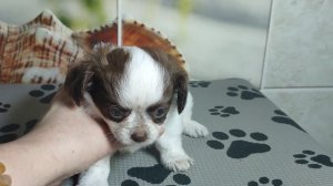 Бетховен #цена 60 тр #купитьщенкачихуахуапродаю +79215950848