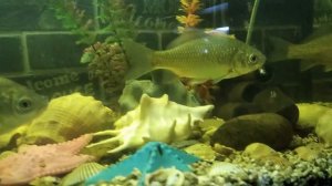 Про рыб 😉✌️🐟🎏