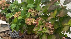 Укладываю широколистные гортензии на зимовку