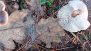 Грибы в ноябре. Денежки или грибы Коллибии.