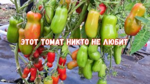 ЭТОТ ТОМАТ НИ КОМУ НЕ НРАВИТСЯ, А Я САЖАЮ ЕЖЕГОДНО