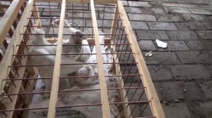 ЯРМАРКА ГОЛУБЕЙ В УФЕ 8 НОЯБРЯ 2025 ГОДА.