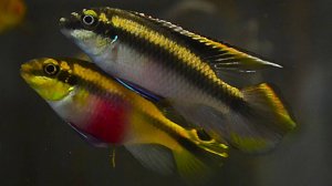 Пельвикахромис пульхери