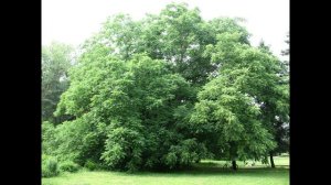 ВДНХ  28 июня 2011