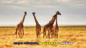 Ученые рассказали, зачем жирафам нужны 2-метровые ноги