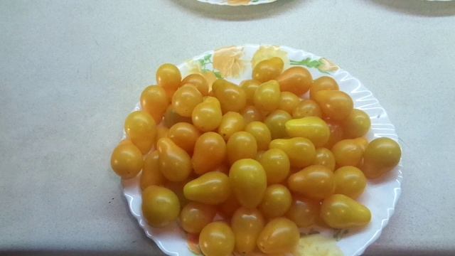 ТОМАТ МЕДОВАЯ КАПЛЯ - КАПЛИ СОЛНЦА В ВАШЕМ ОГОРОДЕ! №104 в моем каталоге. Обзор сорта.