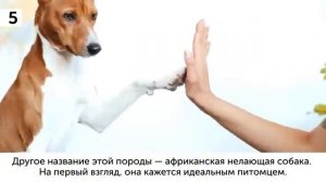 10 Пород Собак Опасных Для Семей с Детьми