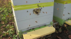 Осенний облет пчел