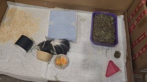 Морские свинки Улли и Пулли ужинают