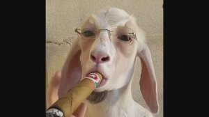 Зазеркалье рождение Козлов