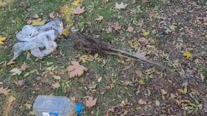 Орех Великан,посадка саженцев 👍💪🌳