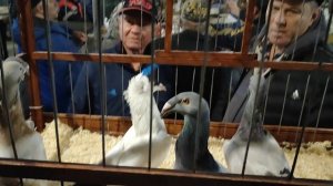 8.11.2025г ст.Бронницы Ярмарка ч.2