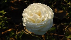 06=11=2025 кмр   ПВН  (90)