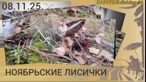 🍄 ЛИСИЧКИ в ноябре, г. Брянск, пос. Хутор~Бор, 08.11.25.