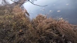 Береговая рыбалка на щуку. Тейл- спиннер как всегда выручает!