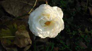 06=11=2025 кмр   ПВН  (87)