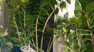 В очах темно...