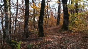 Обзорная Ефремова