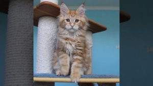 Девочка Мейн Кун Голди🥰