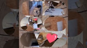 1000039592.mp4 (Собака смотрит на монтаж электропроводки ( по аварийным ситуациям ) в доме А-фрейм)