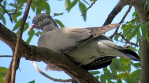 Вяхири, стрекоза и чиж.  Ноябрь