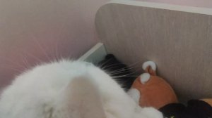 самый непридсказуи́мыи́ кот